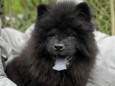 IKC Registered female Chow Chow puppy in Wicklow 🐻