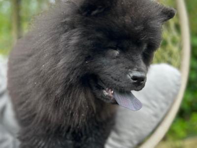 IKC Registered female Chow Chow puppy in Wicklow 🐻