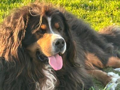 Beautiful Bernese Mountain Dog for stud in Cork