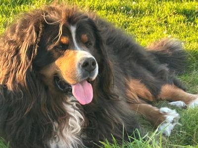 Beautiful Bernese Mountain Dog for stud in Cork