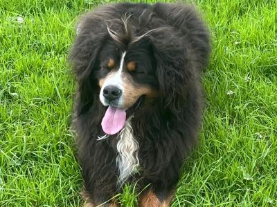 Beautiful Bernese Mountain Dog for stud in Cork
