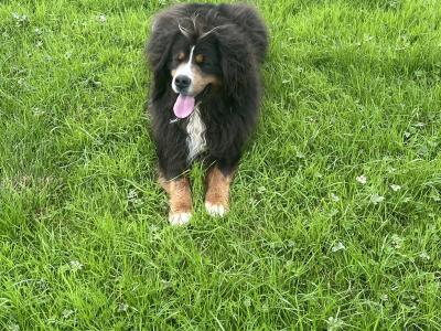 Beautiful Bernese Mountain Dog for stud in Cork