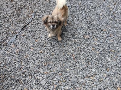 Beautiful female Tibetan Spaniel dog in Westmeath