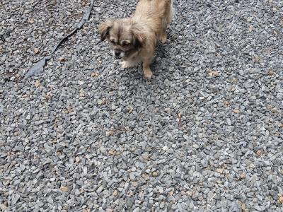 Beautiful female Tibetan Spaniel dog in Westmeath