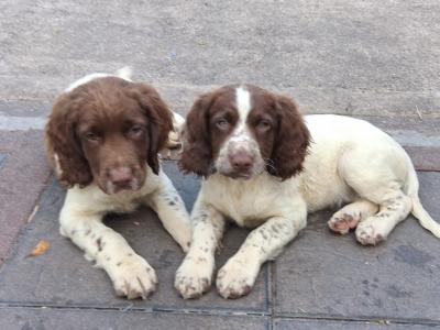 Springer Spaniel puppies in Limerick