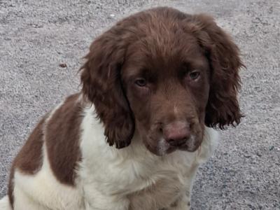 Springer Spaniel puppies in Limerick