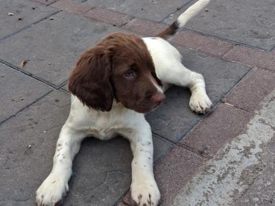 Springer Spaniel puppies in Limerick