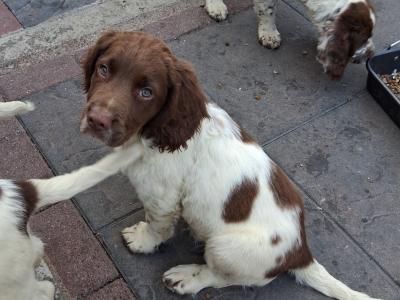 Springer Spaniel puppies in Limerick