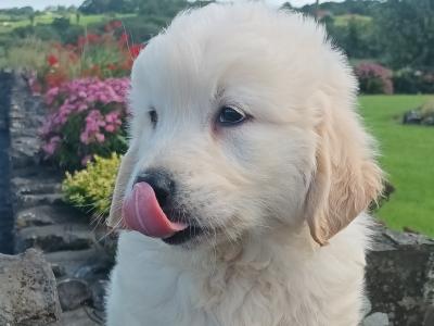 Golden Retriever puppies (IKC Pending) in Mayo