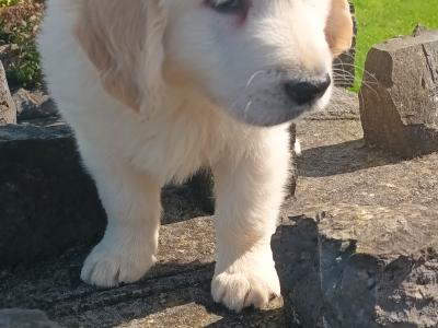 Golden Retriever puppies (IKC Pending) in Mayo