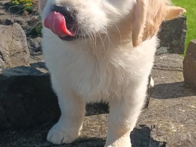 Golden Retriever puppies (IKC Pending) in Mayo