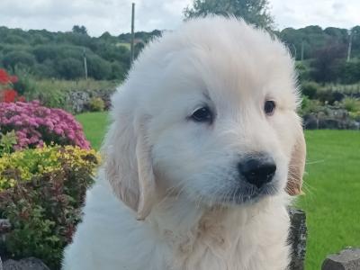 IKC Registered Golden Retriever puppies in Mayo