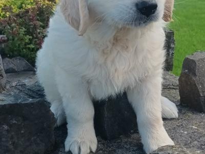 Golden Retriever puppies (IKC Pending) in Mayo