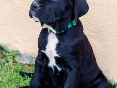 Cane Corso Puppies in Kildare