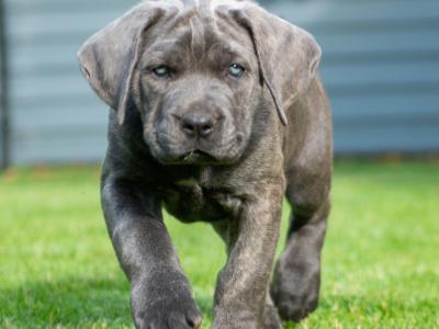 Cane Corso Puppies in Kildare