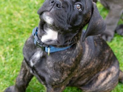 Cane Corso Puppies in Kildare