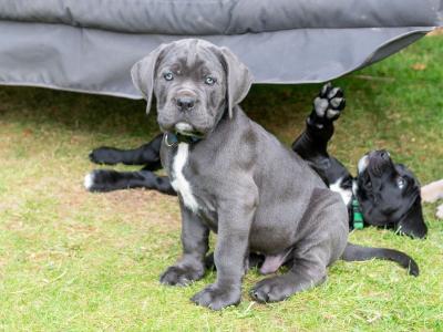 Cane Corso Puppies in Kildare