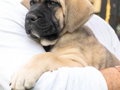 Cane Corso Puppies in Kildare