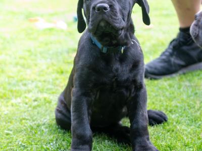 Cane Corso Puppies in Kildare