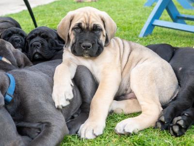 Cane Corso Puppies in Kildare