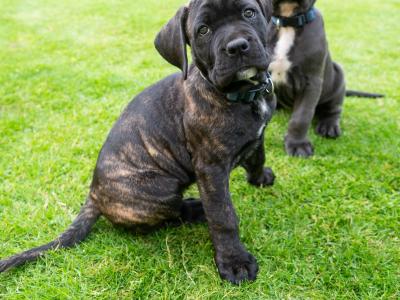 Cane Corso Puppies in Kildare