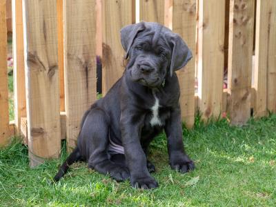 Cane Corso Puppies in Kildare