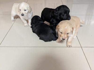 Golden Retriever x Border Collie puppies in Roscommon