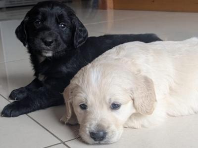 Golden Retriever x Border Collie puppies in Roscommon