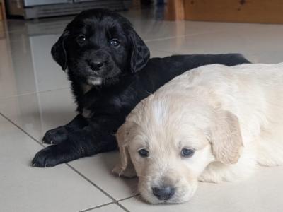 Golden Retriever x Border Collie puppies in Roscommon