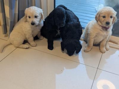Golden Retriever x Border Collie puppies in Roscommon