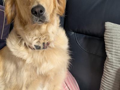 Golden Retriever x Border Collie puppies in Roscommon