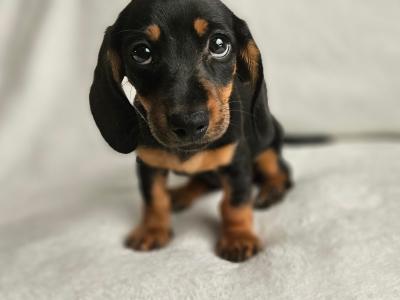 Dachshund Black and Tan Smooth Haired DOB 16th May 2025 Female only left