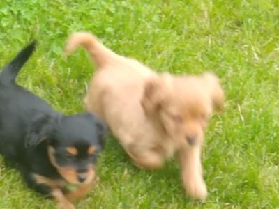 Beautiful Cavalier King Charles Cross puppies in Wicklow