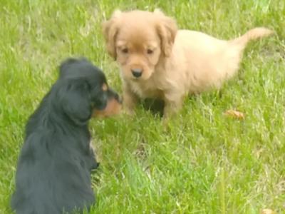 Beautiful Cavalier King Charles Cross puppies in Wicklow