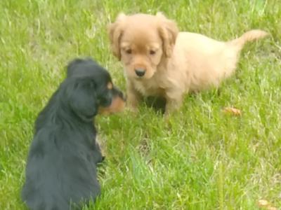 Beautiful Cavalier King Charles Cross puppies in Wicklow