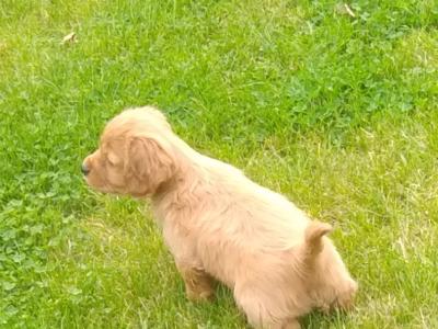 Beautiful Cavalier King Charles Cross puppies in Wicklow