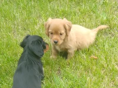 Beautiful Cavalier King Charles Cross puppies in Wicklow