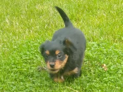 Beautiful Cavalier King Charles Cross puppies in Wicklow