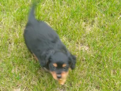 Beautiful Cavalier King Charles Cross puppies in Wicklow
