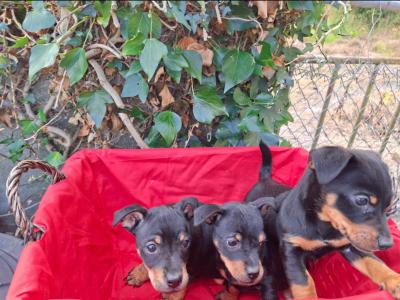 Black and Tan Jack Russell puppies in Cork