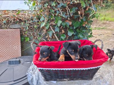 Black and Tan Jack Russell puppies in Cork