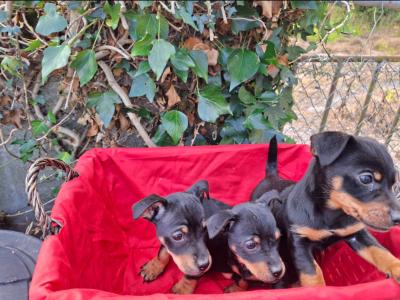 Black and Tan Jack Russell puppies in Cork