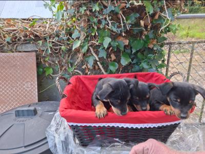 Black and Tan Jack Russell puppies in Cork
