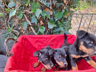 Black and Tan Jack Russell puppies in Cork