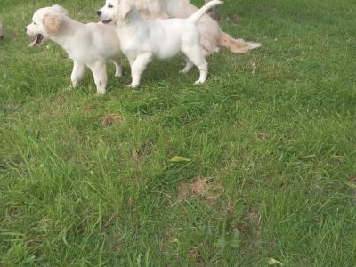 Golden Retriever puppies in Roscommon