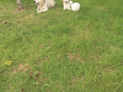 Golden Retriever puppies in Roscommon