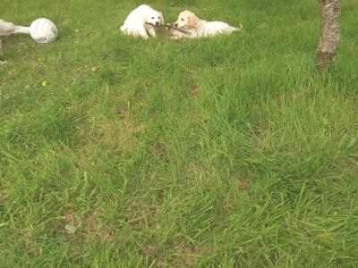 Golden Retriever puppies in Roscommon