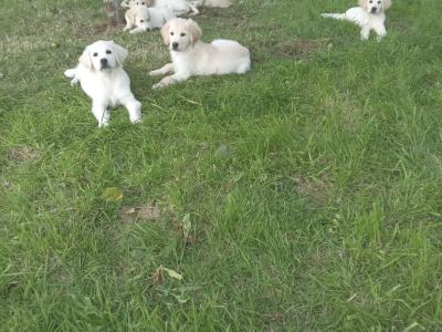 Golden Retriever puppies in Roscommon
