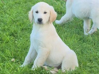Golden Retriever puppies in Roscommon