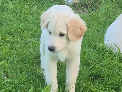 Golden Retriever puppies in Roscommon